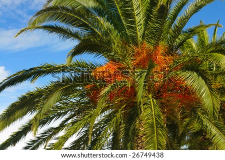 dates palm tree. stock photo : Date palm tree