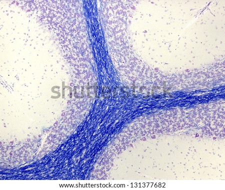 Cerebellar cortex stained with Luxol fast blue. Myelinated fibers of the white matter appear stained in blue color. Image created with microscope