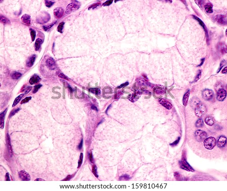 Mucous tubuloacini of a salivary gland. The mucous glandular cells show a basal nucleus and a apical clear cytoplasm filled with mucous granules. Light microscope micrograph.