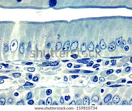 One micron-thick section of an intestinal villus. Simple Columnar epithelium showing a brush border. The center of villus is occupied by the lamina propria. Light microscope micrograph.