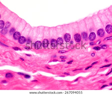 Simple columnar epithelium  of an excretory duct of the pancreas. Light microscope picture. H&E stain