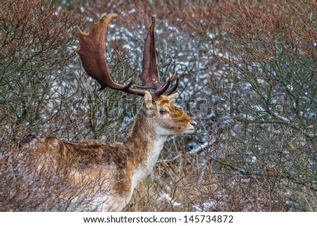 The male fallow deer is known as a buck, the female is a doe, and the young a fawn