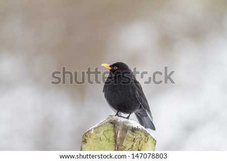 The Common Blackbird Turdus merula is a species of true thrush. It is also called Eurasian Blackbird