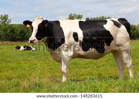 Dairy cows may be found either in herds on dairy farms where dairy farmers own, manage, care for, and collect milk from them, or on commercial farms.