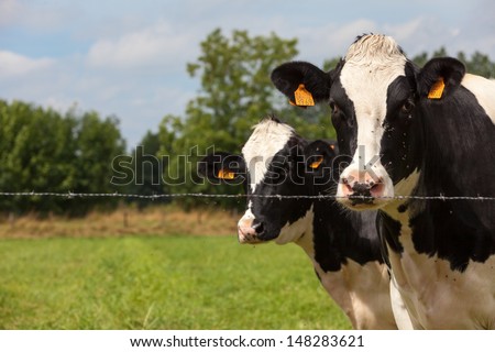 Dairy cows may be found either in herds on dairy farms where dairy farmers own, manage, care for, and collect milk from them, or on commercial farms.