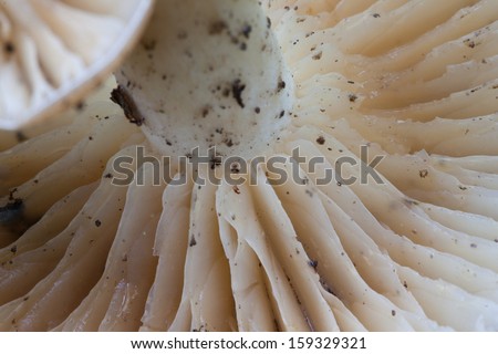 A mushroom is the fruiting body of a fungus or mold.Mushrooms form only a small part of the mold , of which the largest part of which is under the ground is in the form of hyphae