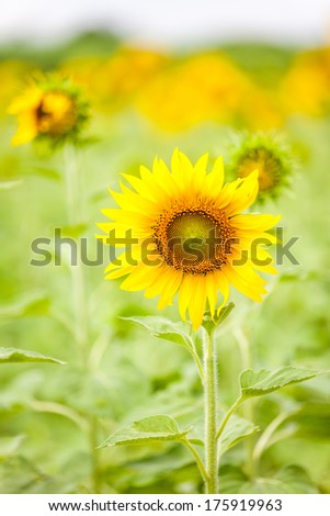 the back of sunflowers in the field