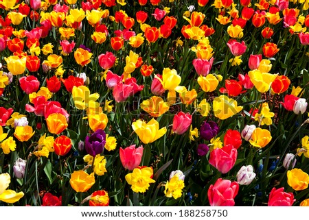 Tulips with different colors each thigh, you have red yellow orange