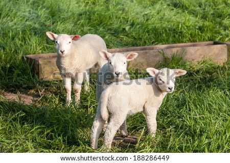 Three lamb stay and looking around near a wooden cratch