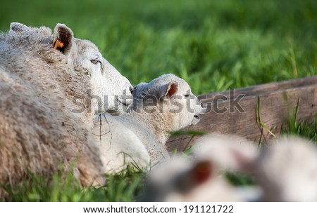 Mother lamb and baby lamb lie down in the meadow