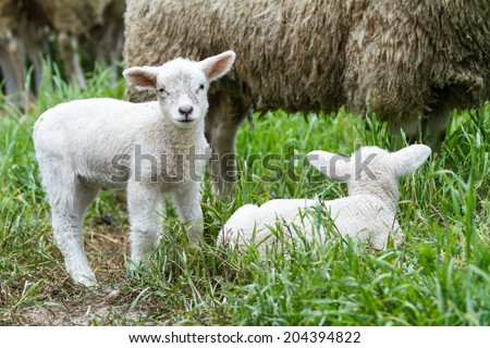 Mother lamb and baby lamb lie down in the meadow