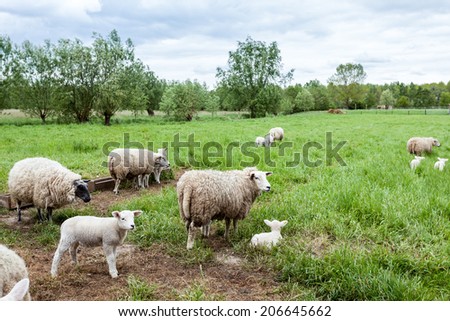 Mother lamb and baby lamb walking on the meadow