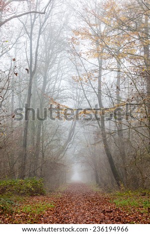 Autumn scenery of rural lane in the deciduous forest on a foggy morning