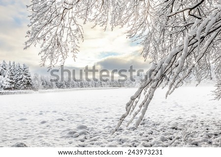 Frozen trees and snowy land whit fog at winter time