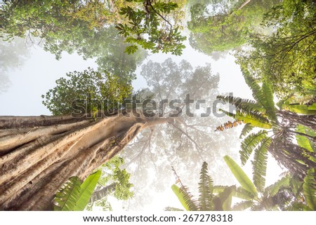 in the forests of Thailand is a beautiful tree with a big foot