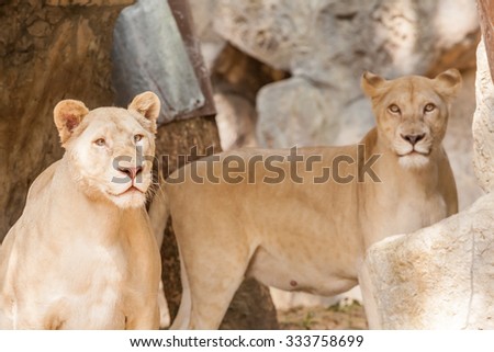 two lions looking intently around the area