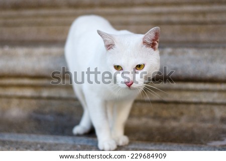 A yellow eye Thai cat focus at the eyes.