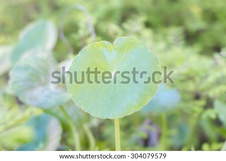 a green circle leaves with blur background