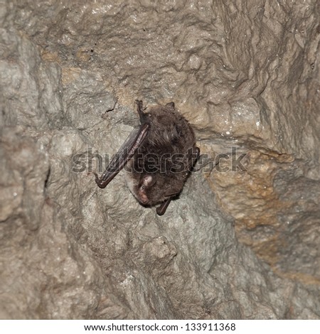 Bat sitting on a wet limestone wall. Animal in focus.