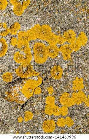 Yellow moss on the stone