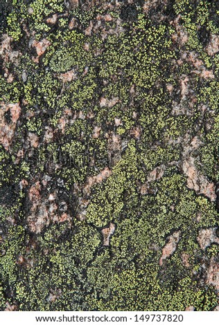 Green moss on the granite surface
