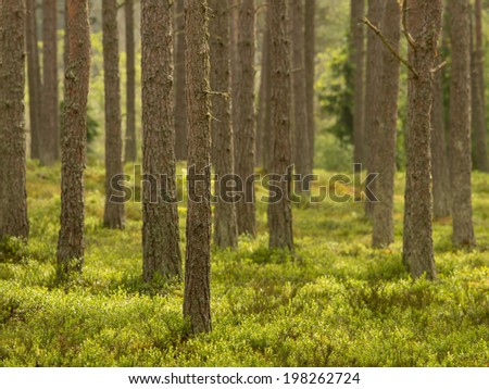 Pine tree forest in summer. One tree in focus.