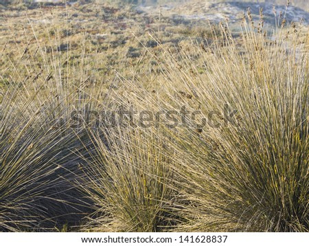 grass on the sandy beach with sea in the background