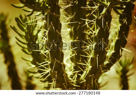 group of green cactus in the desert