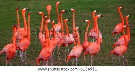 Dancing Red Flamingo