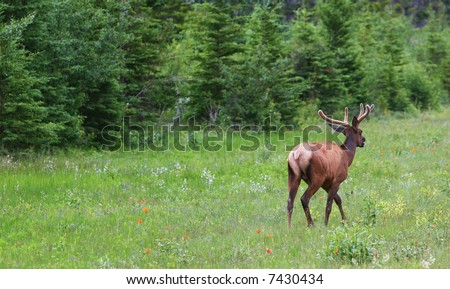 Running deer - banff national park. Alberta, Canada