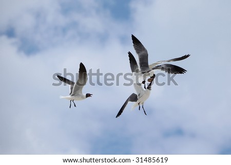 Three seagulls flying and fighting for food
