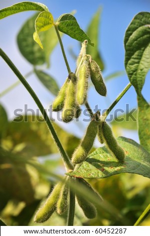 stock photo : field beans soybeans in early autumn