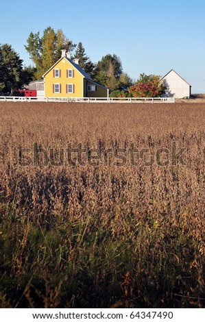 Yellow house in farm  and soy beans field