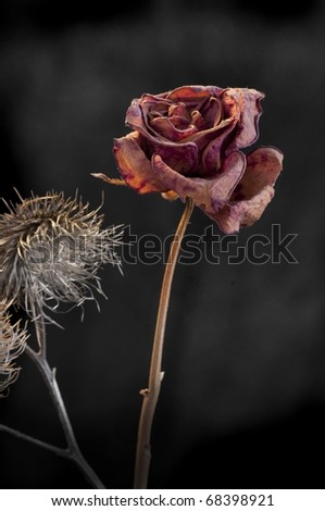 A wilting rose and thistle signifies lost love, divorce, duality