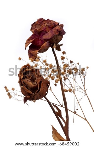 A wilting rose signifies lost love, divorce, or a bad relationship