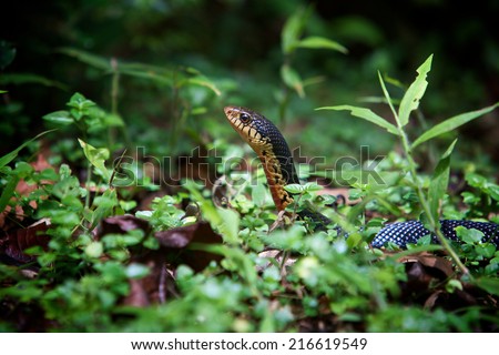 Focusing on the head of Giant Madagascan Snake (Leioheterodon madagascariensis) rising above jungle undergrowth. Can reach a length of 130-180cm. Ankarana Reserve, Madagascar.
