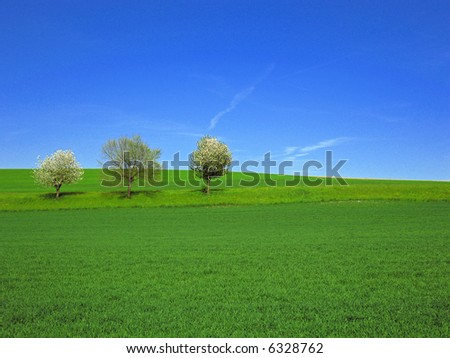 Green grass hill with 3 trees with blue sky