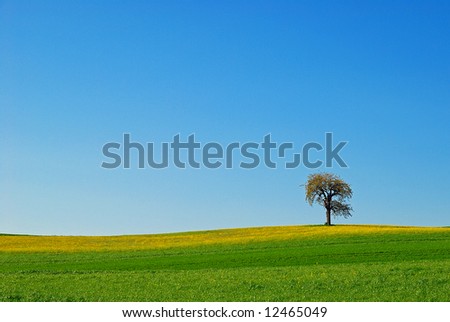 Lonely tree on a green hill with cloudless blue sky