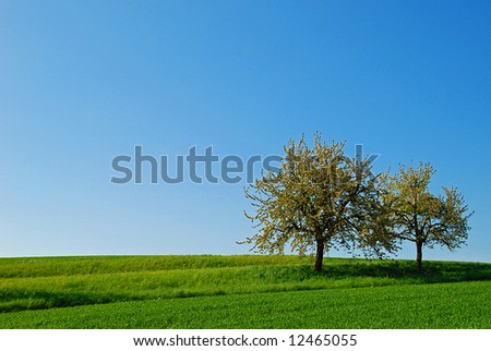 Two trees on a green hill with cloudless blue sky