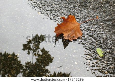 leaf in puddle