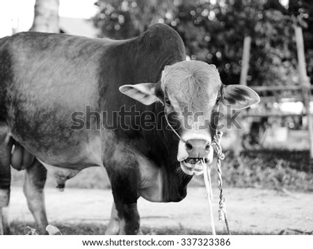 Young cow in country side of northern Thailand with black and white effect.
