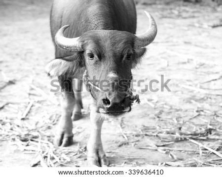 Close up face of black Asian buffalo with black and white color effect.