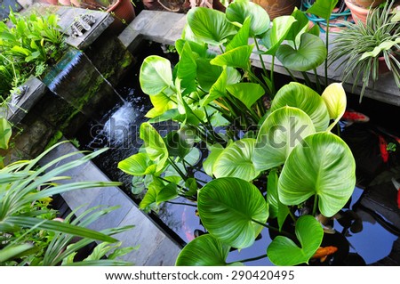 Indoor garden with artificial waterfall, carp fish and green plant