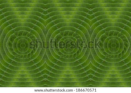 Pattern of leaves. ( art from nature ) part 9