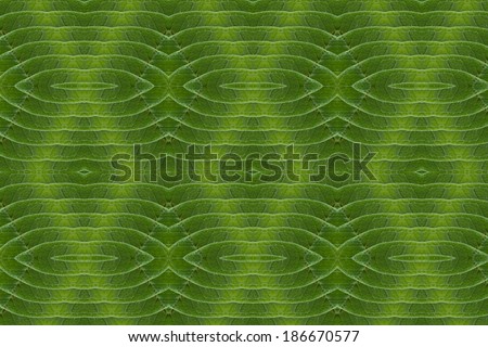 Pattern of leaves. ( art from nature ) part 8