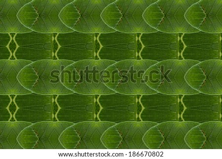 Pattern of leaves. ( art from nature ) part B