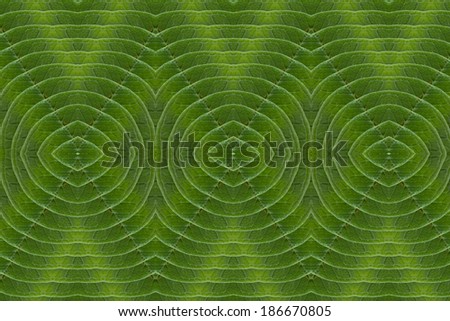Pattern of leaves. ( art from nature ) part A