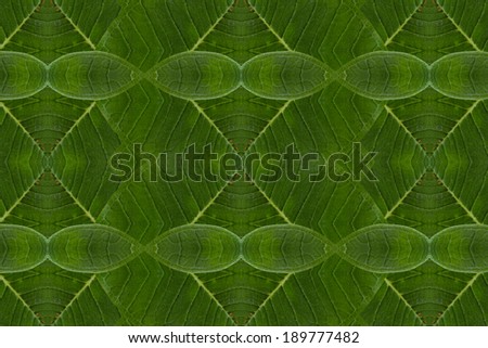 Pattern wall concept.( leaf form concept)
