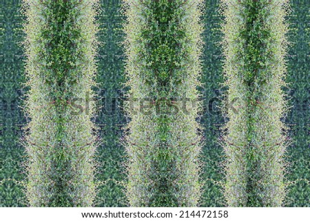 Idea of art.(Create form green leaves fence)
