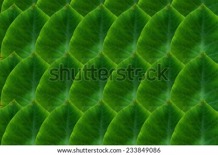 Create from leaf.(Wallpaper concept